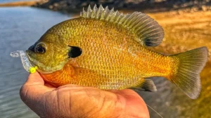 Z-Man Micro GOAT Review