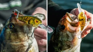 Power Cranking SPRO Rock Crawlers for Cold Water Bass
