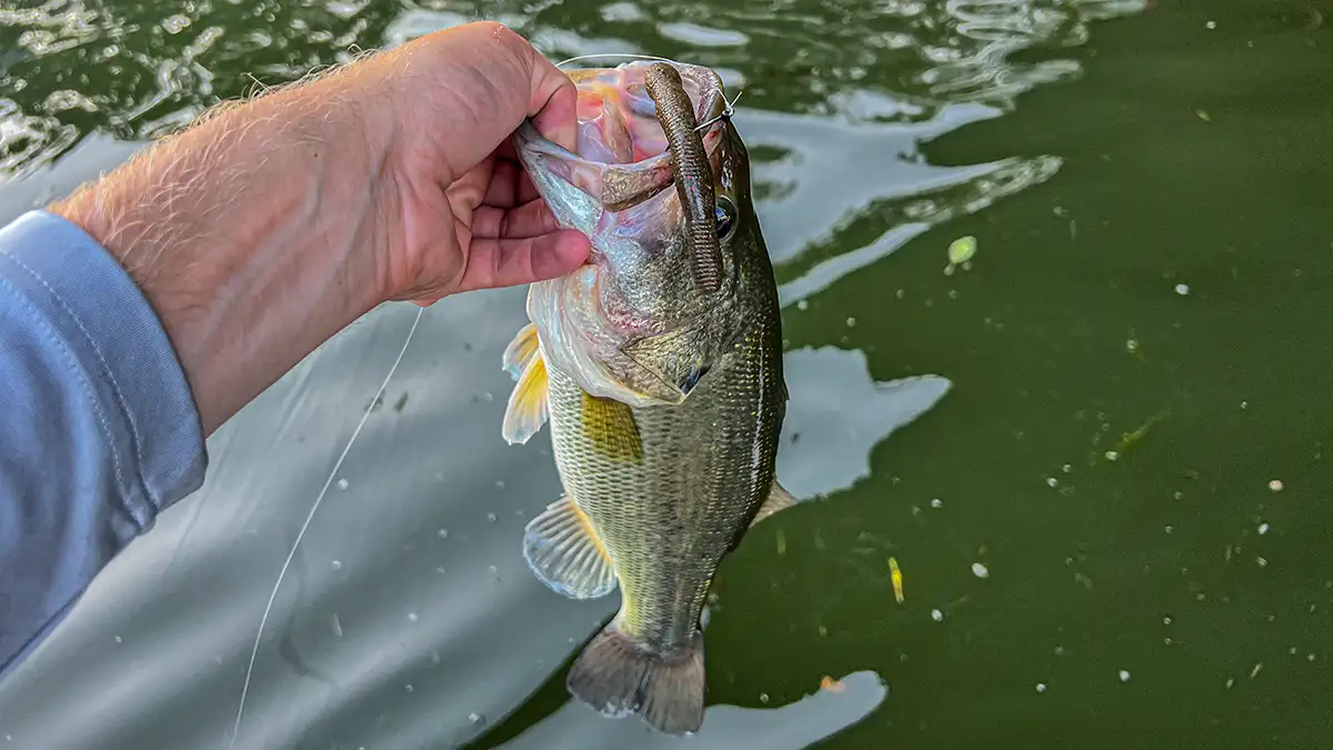 Wriggle Stick Bass