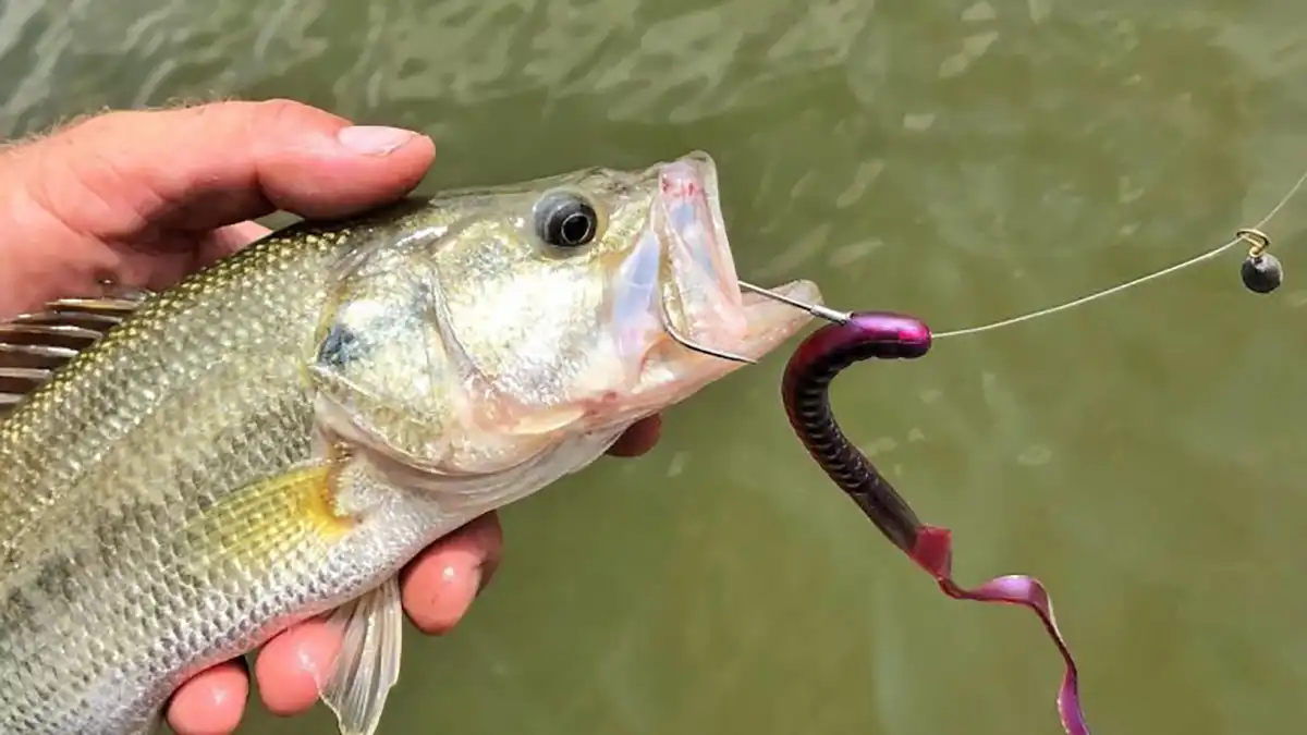 bass with a hook and a dangling free rig in the corner of its mouth