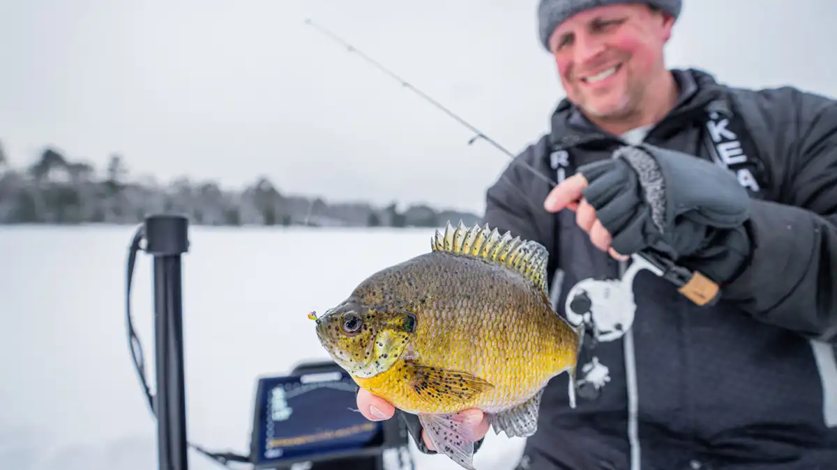 ice fishing bluegills with panfish ice rods