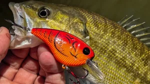 MonsterBass Flatline Crankbait Review