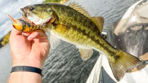 Shimano Macbeth 63 Original Crankbait Review