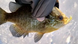 A Case for Ice Fishing “Naked”