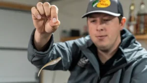 Benefits of Drop Shot Fishing with Straight Shank Hooks