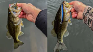 One-Two Punch for Brush Pile Fishing