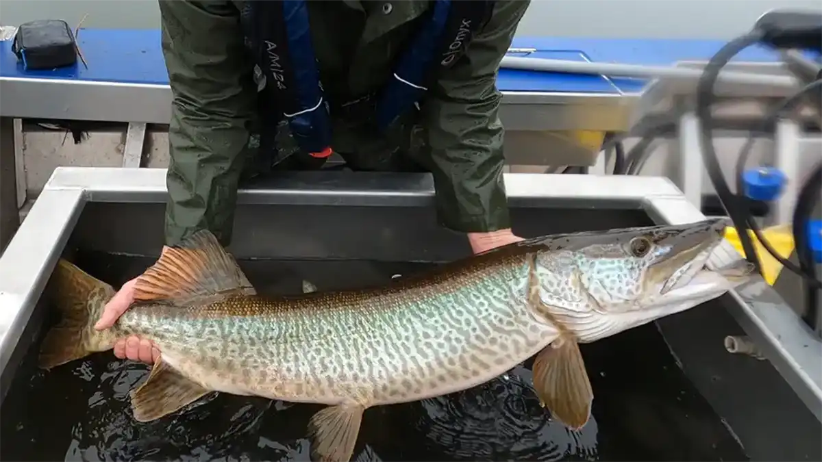 tiger musky