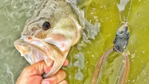Top Two Topwaters to Throw Early