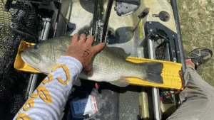 Bass Size Chart: Length to Weight