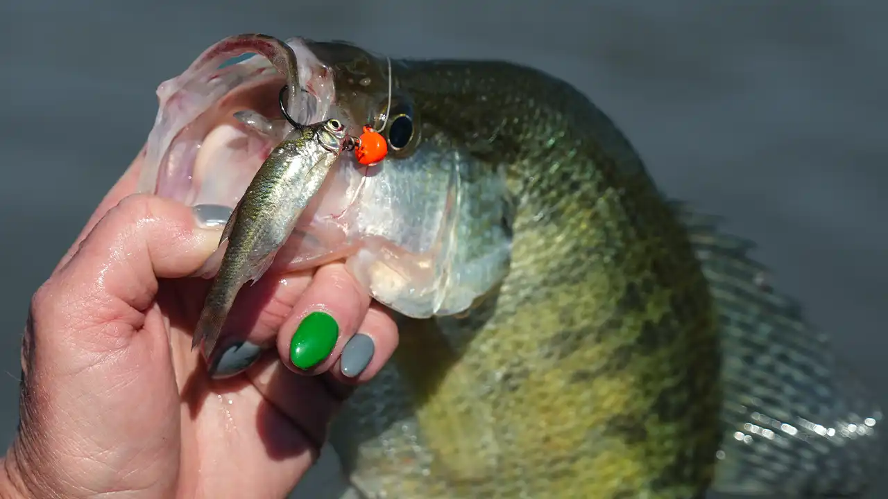 rig-minnows-for-crappies