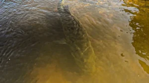 The Art of Catching Bass Off Bed
