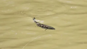 5 Big Bass Baits You Should Try