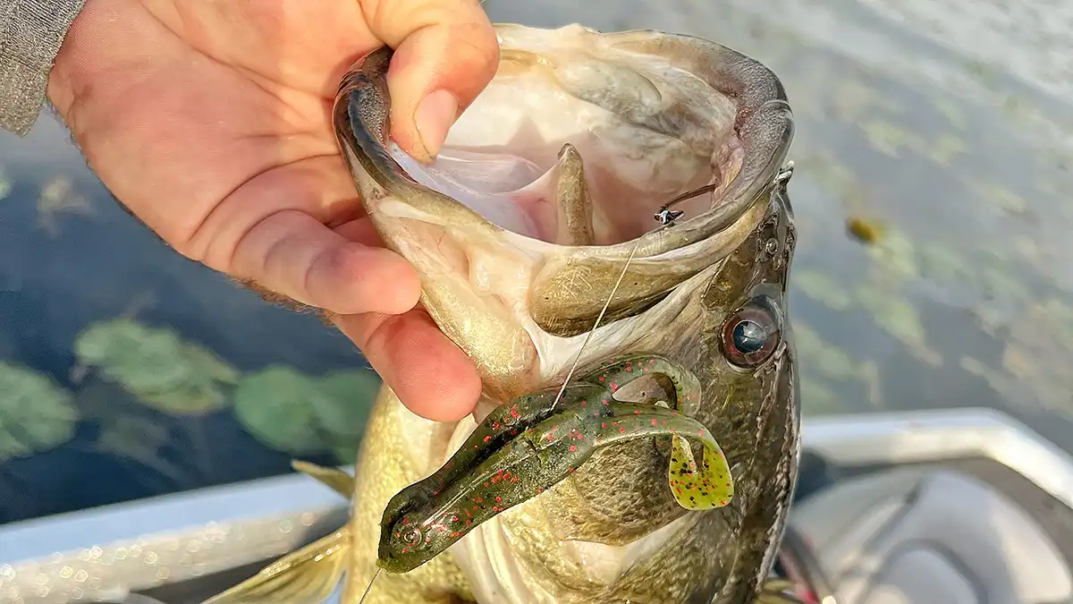 all about soft plastics