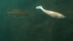 How and Where to Fish the Berkley Cull Shad