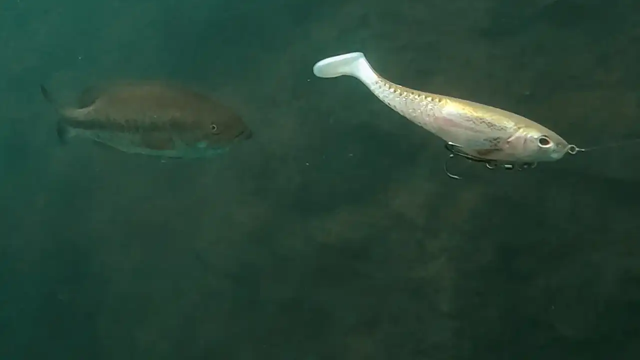 berkley-cull-shad