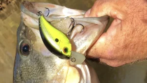Three Keys to Shallow Summer Cranking Success