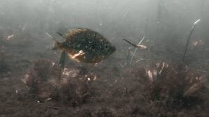 Catching Bluegills and Crappies Using Power and Finesse Tactics