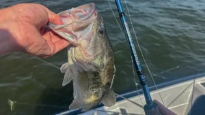 How to Choose a Fishing Rod