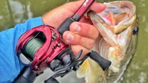 Lew’s KVD LFS Casting Reel Review