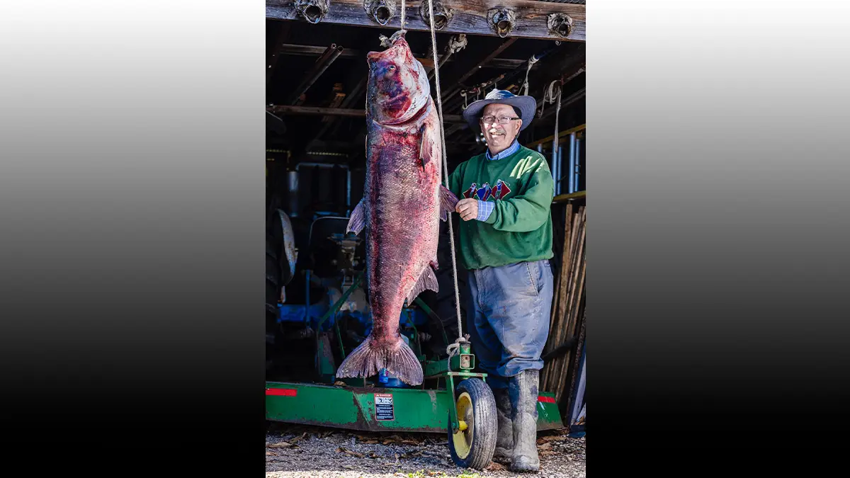 world record bighead carp