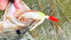 Berkley SlobberKnocker Review