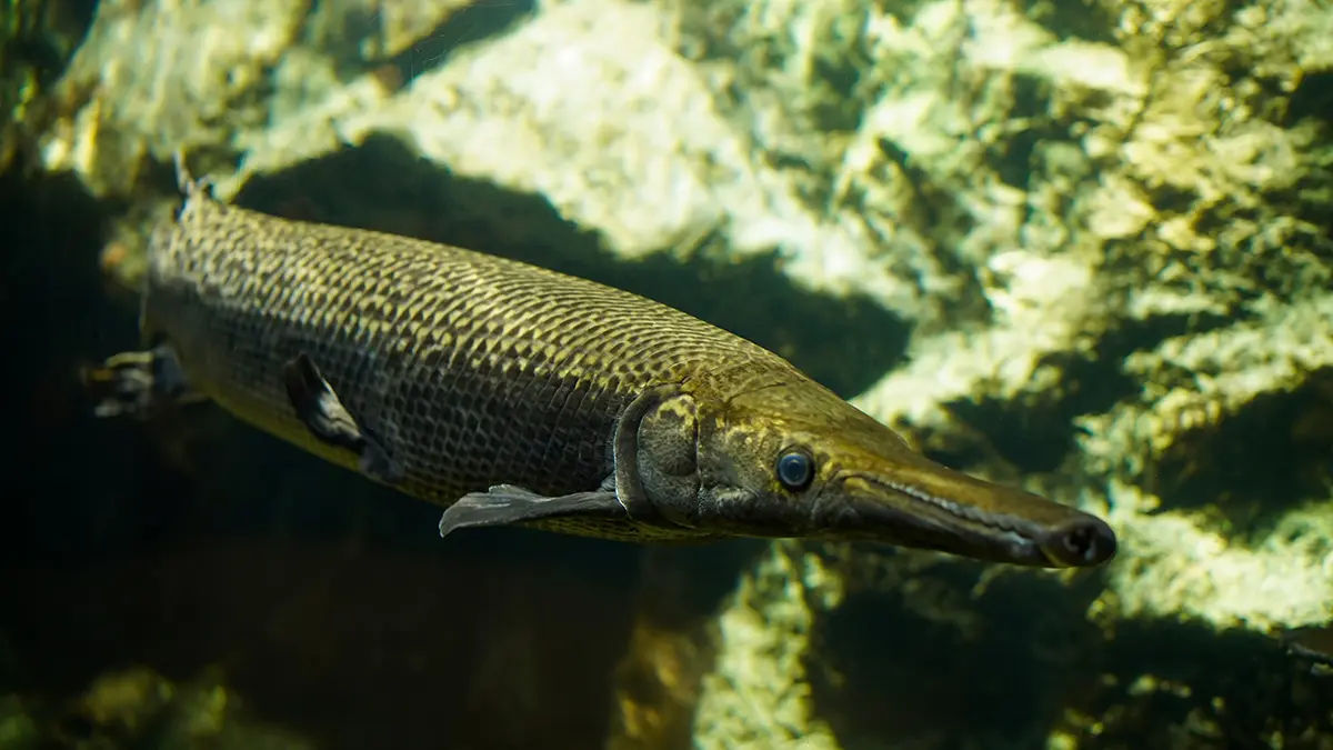 adobe stock photo of alligator gar underwater