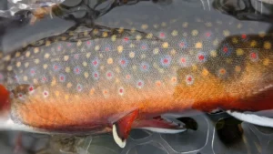 Trout Fishing 101 | How to Catch Trout