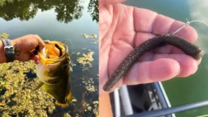 Neko Rig Hacks That Get More Bites