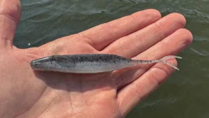 Zoom Winged Fluke Review