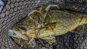 Breaking Down Offshore Vegetation | Fall Tips and Tricks