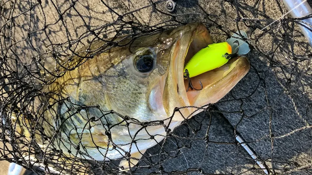 largemouth bass, net and crankbait