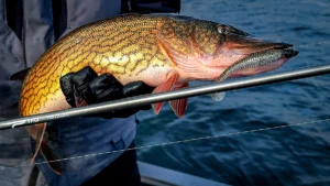 Chain Pickerel: America’s Forgotten Game Fish