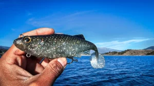 How To Fish Pre-Spawn Soft Swimbaits for BIG Largemouth