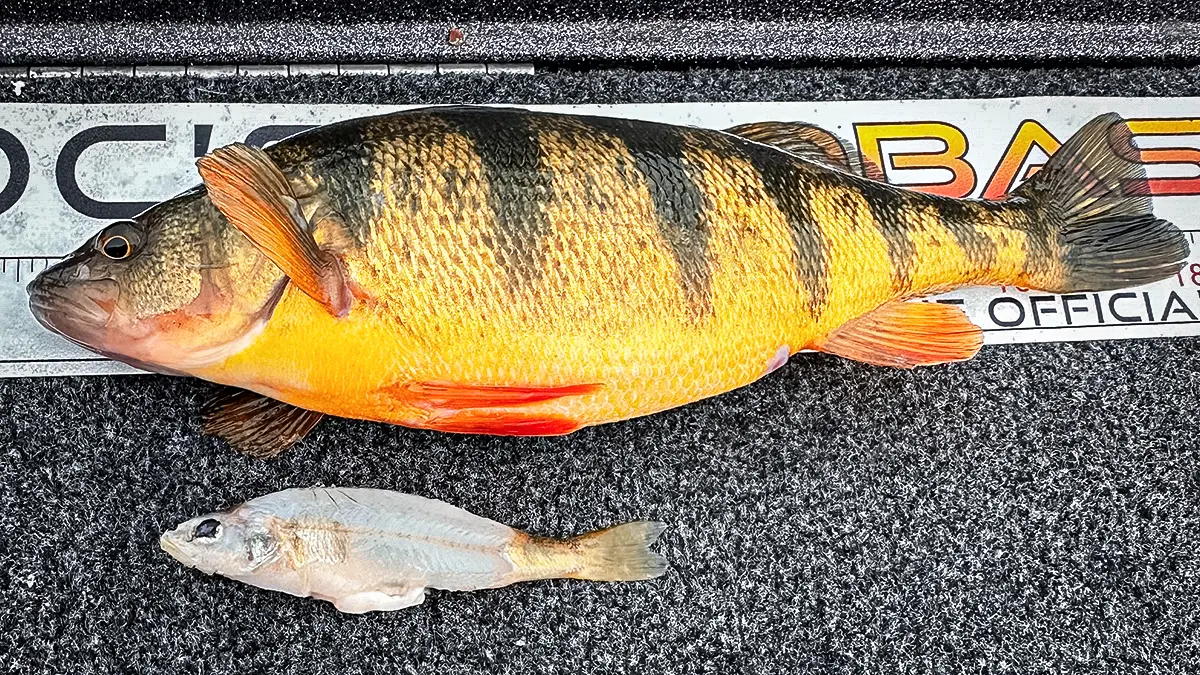yellow perch