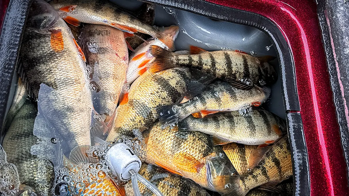 livewell packed with yellow perch