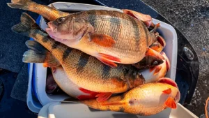 Tips and Tackle: Your Guide to Spring Perch Fishing