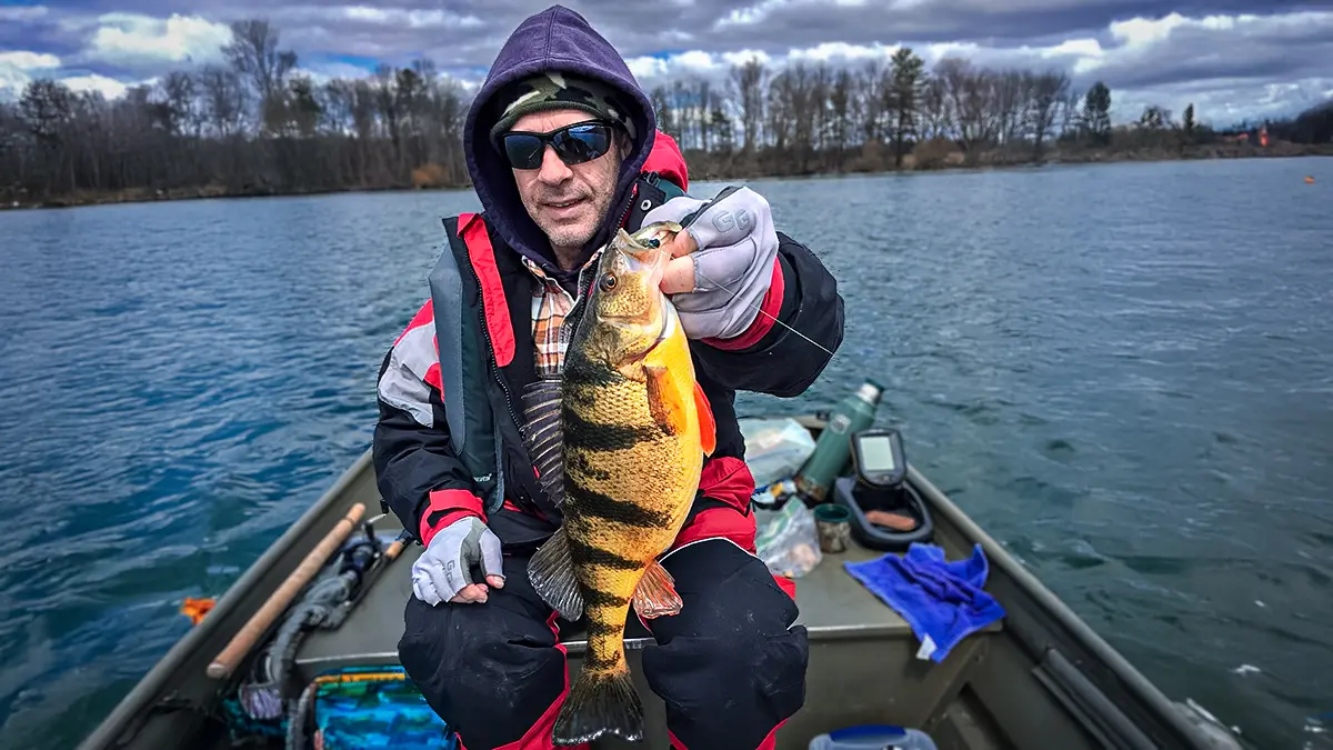 man holding yellow perch in cold weather