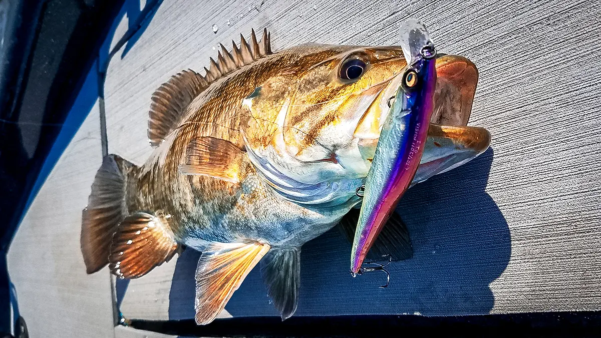 a jerkbait in a smallmouth bass mouth