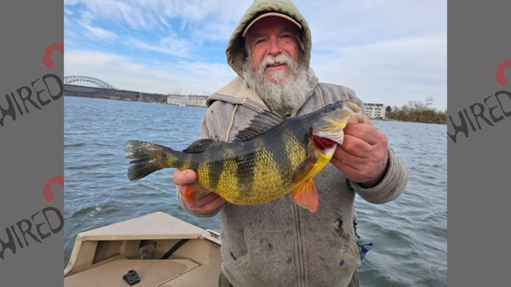 Maryland Record Yellow Perch
