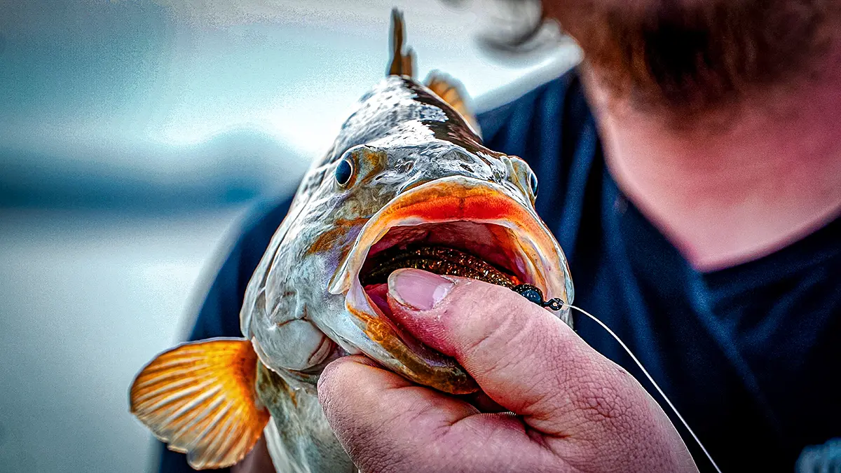 man holding up a largemouth with mouth open