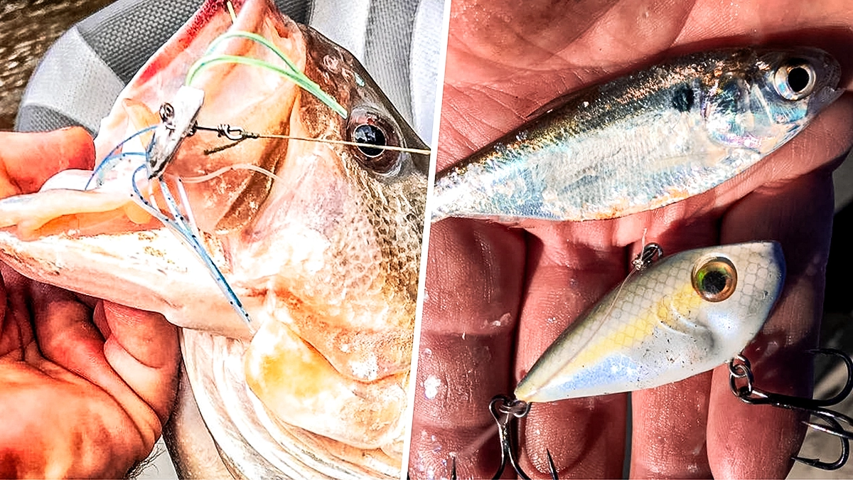 lipless crankbaits and bass