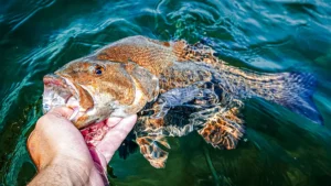 Why You Shouldn’t Chase Spawning Bass