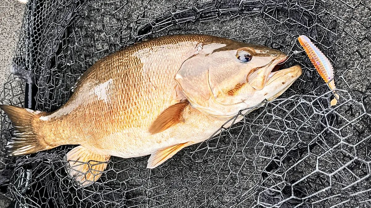 Great Lakes FInesse Drop Minnow on bass