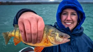 Why Bass Anglers Should Target Panfish in the Spring