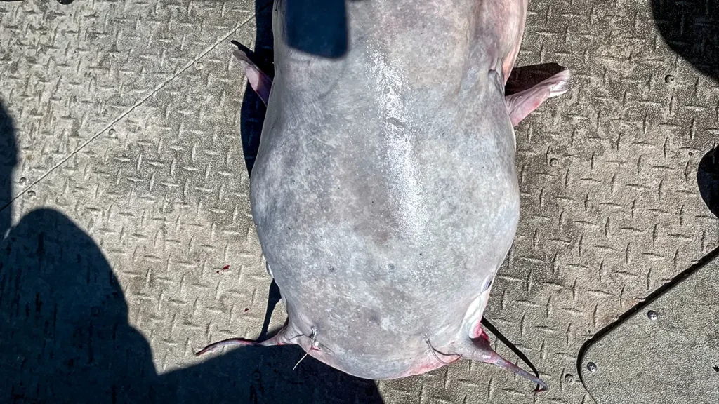78 pound blue catfish head