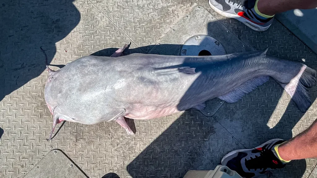 78 pound blue catfish