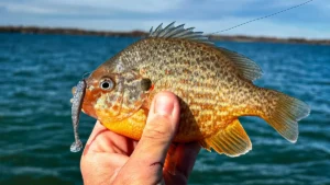 Ice-Out Bluegills and Crappies: Fill Your Freezer in Early Spring