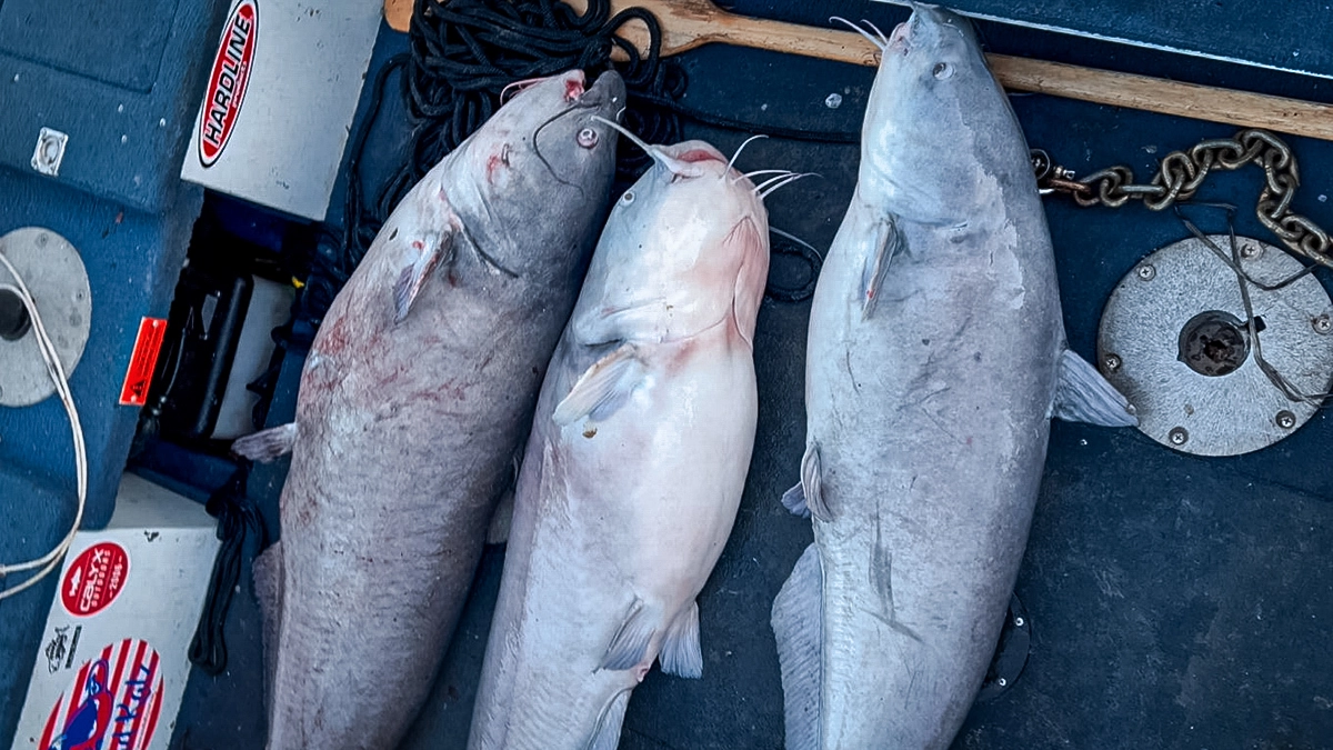three big catfish
