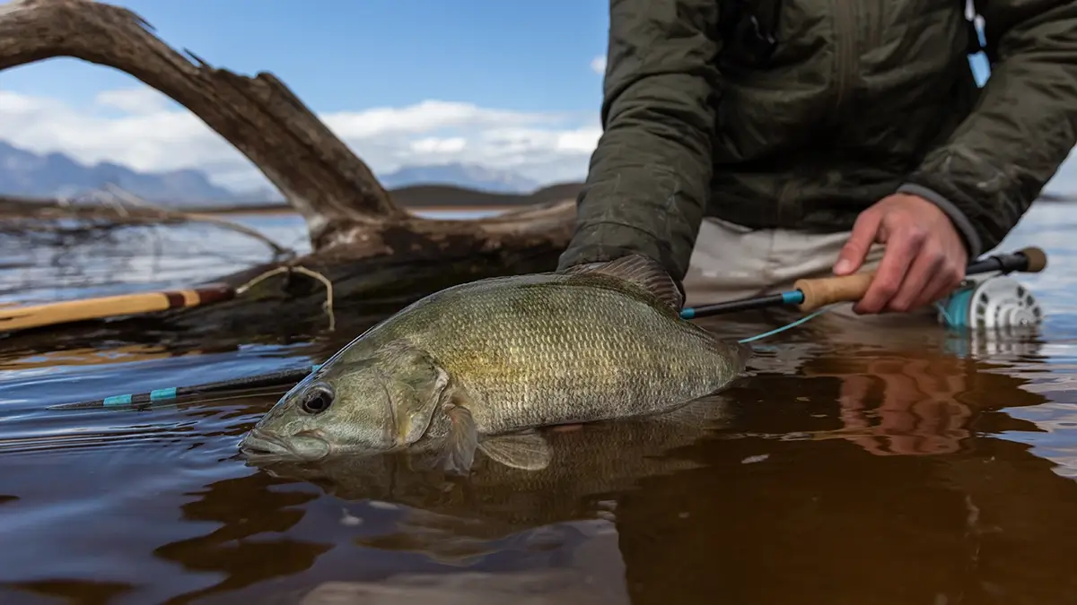 smallmouth bass caught in river 2