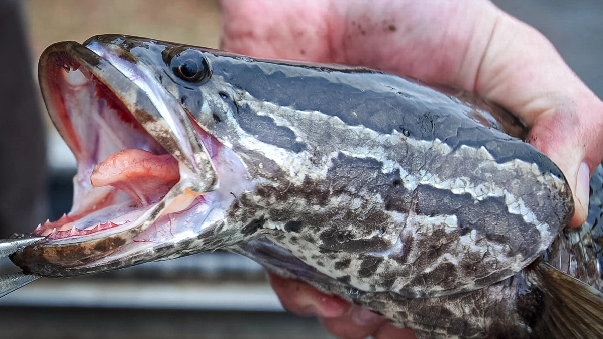 northern snakehead